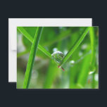 Dew Drops Holding Hands Beautiful Nature Postcard<br><div class="desc">Two blades of grass gently hold hands as they support a drop of dew in this soothing, peaceful nature photograh. Such tenderness, such love, such possibility! This is one of my favorite photos. It reminds me of first dates, and first kisses, the rush you feel when you finally meet the...</div>