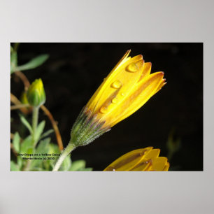 Dew Drops on a Yellow Daisy - Photo Print
