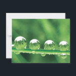 Dew Drops on Green Grass Peaceful, Calming. Nature Postcard<br><div class="desc">Four drops of water rest on a blade of grass reflecting the world around them, in this peaceful, calming Nature Meditation postcard. Strong, peaceful, and almost surreal, Water Parks evokes wonder and delight. Postcard Prints are high end, sturdy and glossy, but only on the photo side. The back is a...</div>