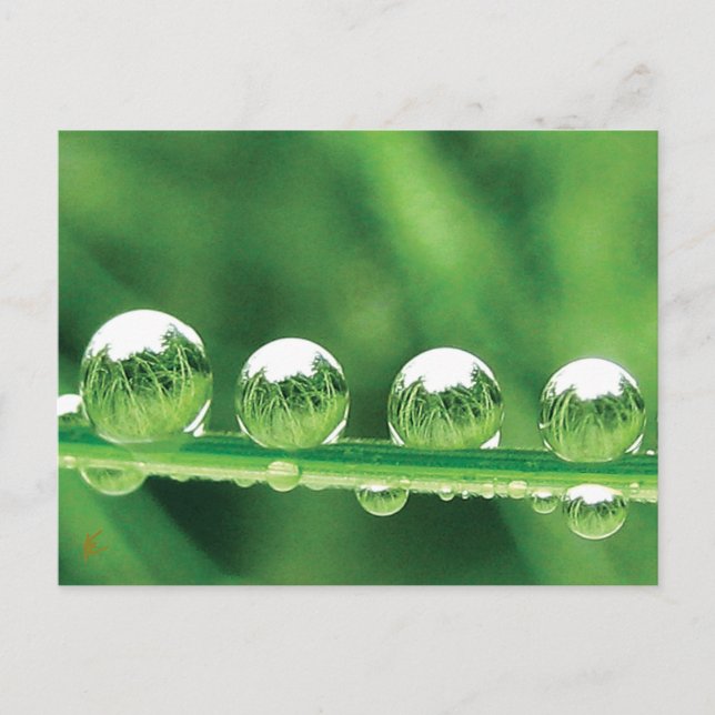 Dew Drops on Green Grass Peaceful, Calming. Nature Postcard (Front)