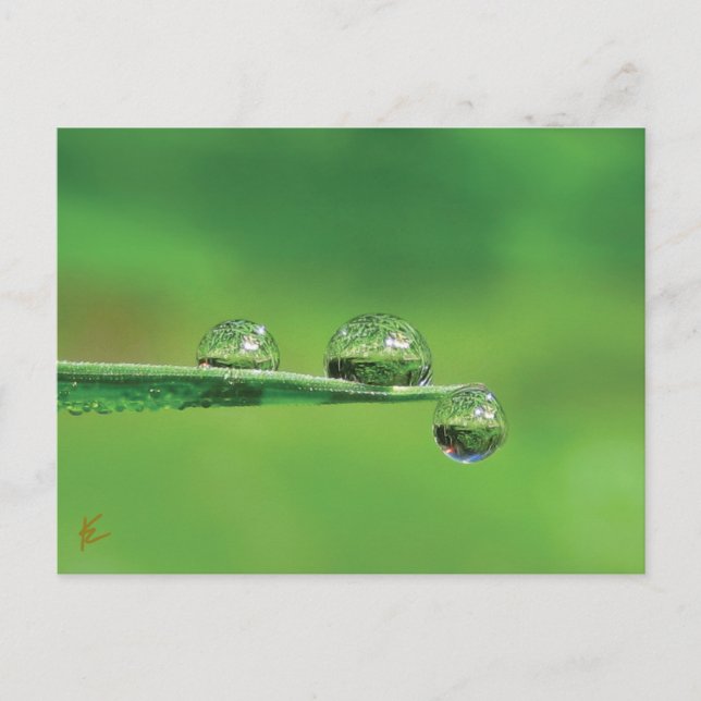 Dew Drops on Green Grass Peaceful Nature Postcard (Front)
