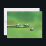 Dew Drops on Green Grass Peaceful Nature Postcard<br><div class="desc">Dew drops play on a blade of grass and reflect the world around them in this happy, playful, water drop macro. Peaceful and serene this unique and beautiful macro photo will make you sigh every time you see it. So calm, so surreal! Triplet is a lush, verdant water drop macro...</div>