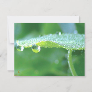 Dew Drops on Green Leaf Story in Nature Postcard