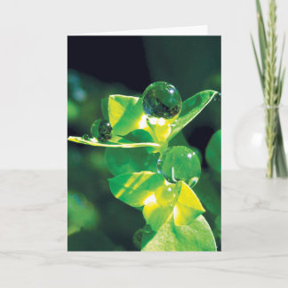 Dew Drops on Green Petals Peaceful Nature  Card
