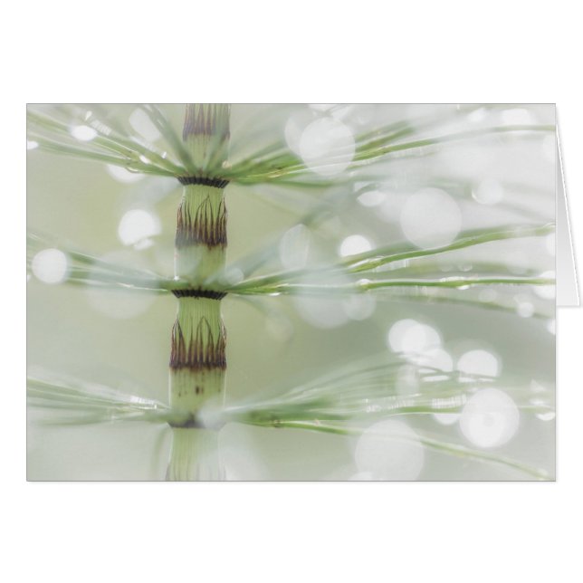Dew Drops on Horsetail Plant | Seabeck, WA (Front Horizontal)