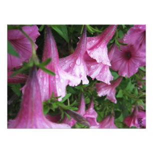 Dew Drops on Pink Flowers Photo Print