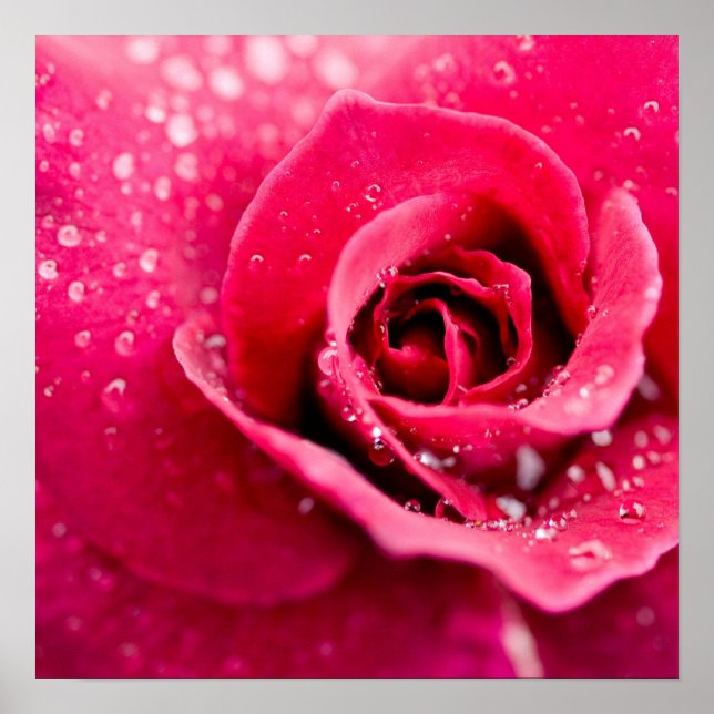 Dew Drops on Rose Poster (Front)