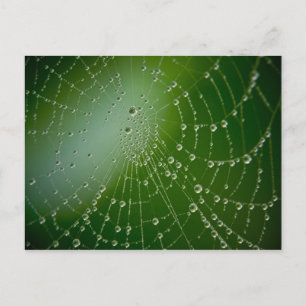 Dew Drops Postcard