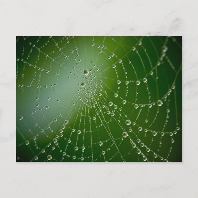 Dew Drops Postcard (Front)