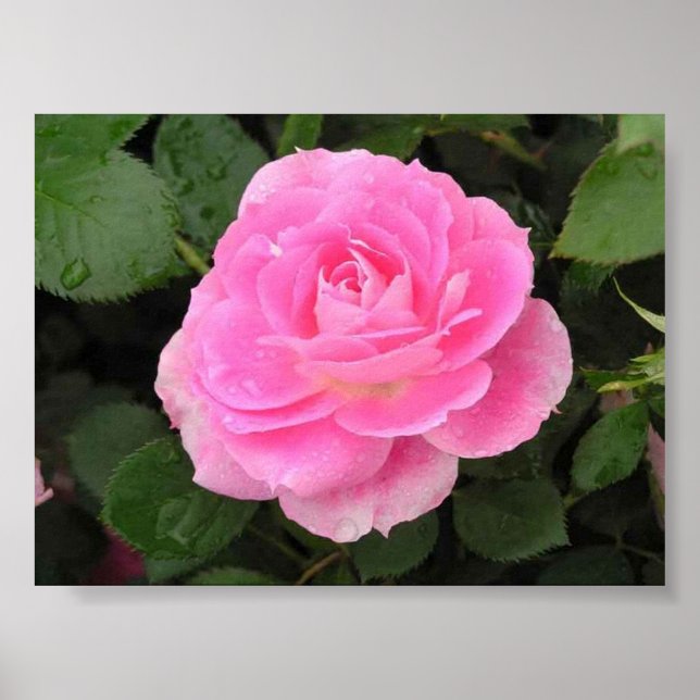 Dew Kissed Rose Poster (Front)