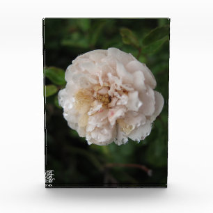 Dew on a Flower Photo Block