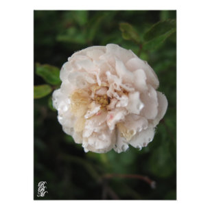 Dew on a Flower Photo Print