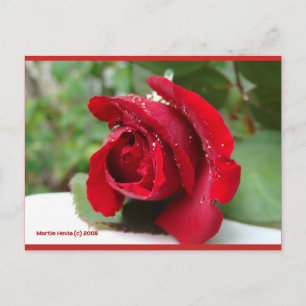 Dew on a Red Rose Blue Beach Song™ Postcard