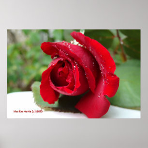 Dew on a Red Rose Print - Select Your Frame