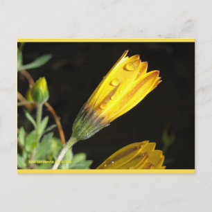 Dew on a Yellow Daisy Blue Beach Song™ Postcard