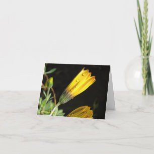 Dew on a Yellow Daisy - Note Card