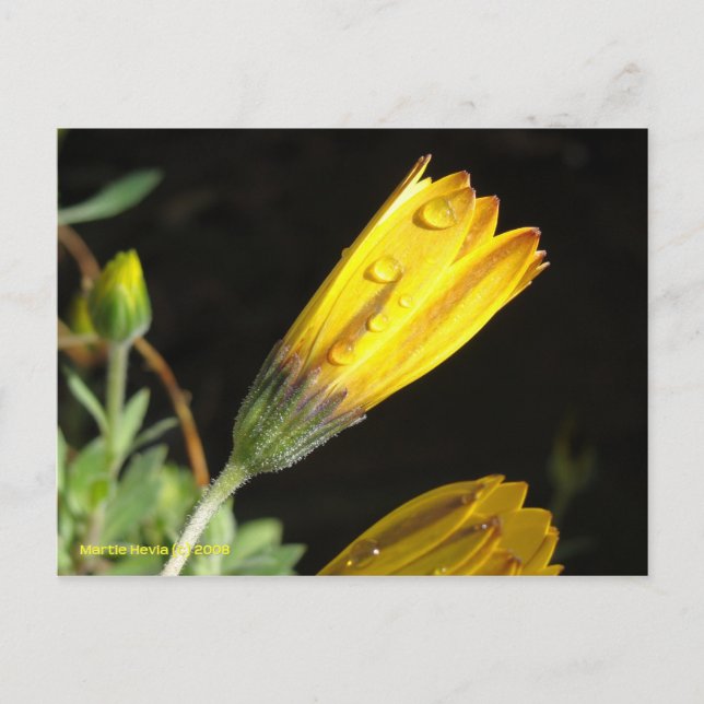 Dew on a Yellow Daisy - Postcard (Front)