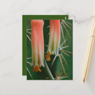 Dew on Aloe Bloom Postcard