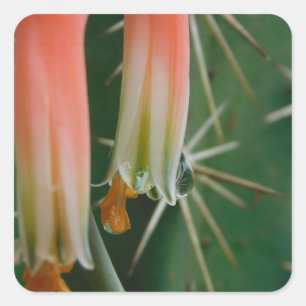 Dew on Aloe Bloom Square Sticker
