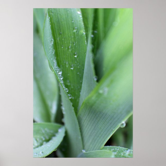 Dew on Blades of Grass Poster (Front)