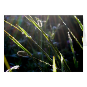 Dew on Grass