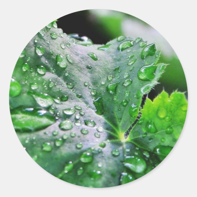 Dew Water Droplets Drops Classic Round Sticker (Front)