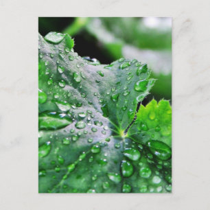 Dew Water Droplets Drops Postcard