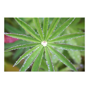 Dewdrop Photo Print