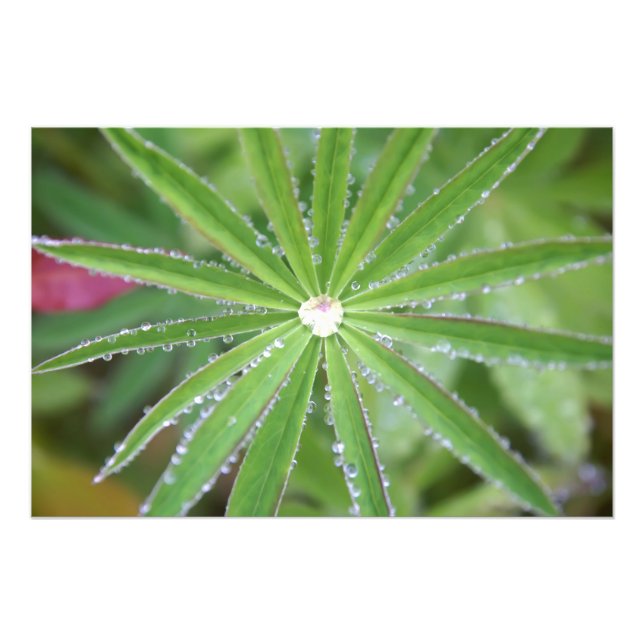 Dewdrop Photo Print (Front)