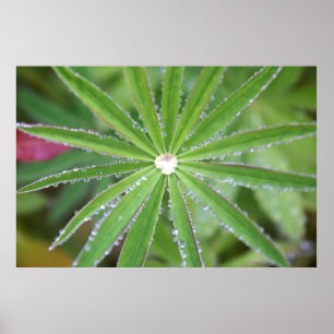 Dewdrop Poster