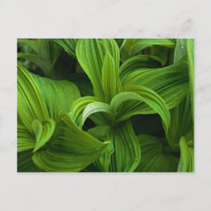 Dewdrops on a False Helabore Postcard