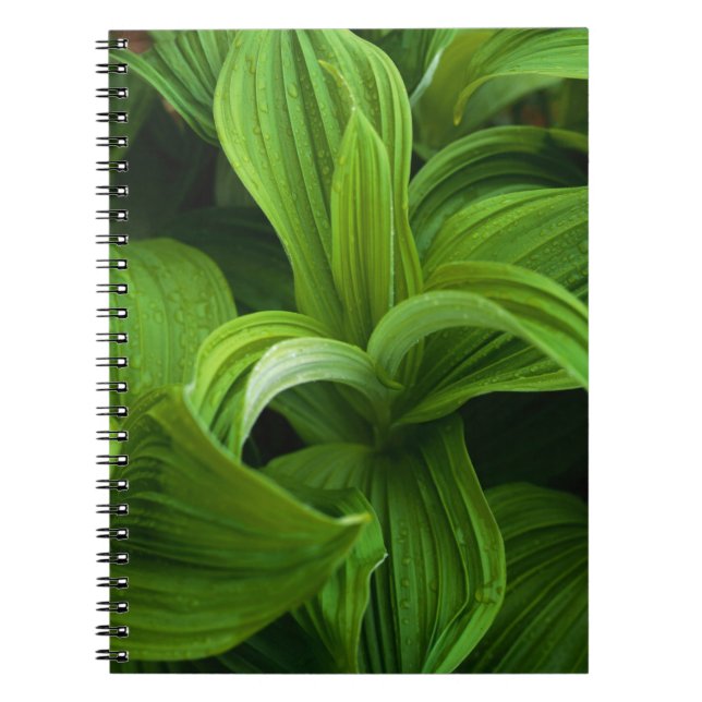 Dewdrops on a False Helabore Spiral Notebook (Front)