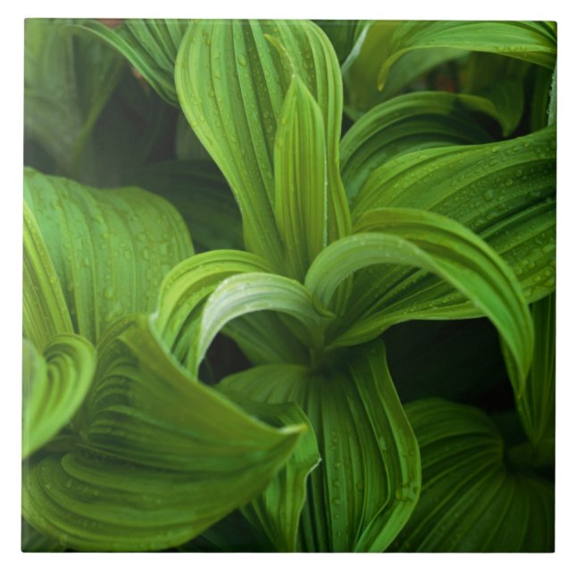 Dewdrops on a False Helabore Tile (Front)