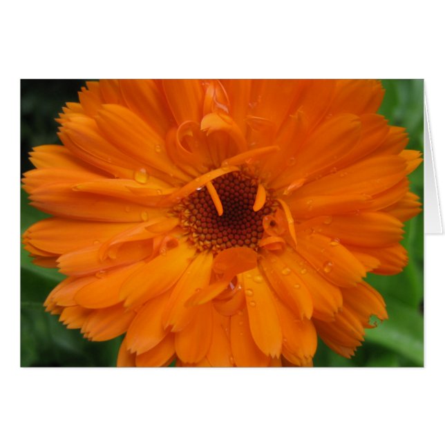 Dewdrops on calendula card (Front Horizontal)