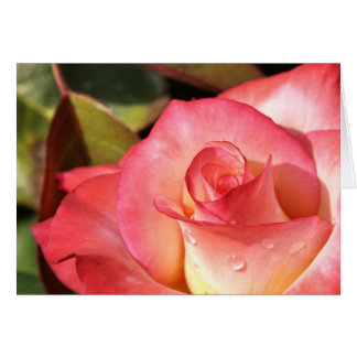 Dewy Rose