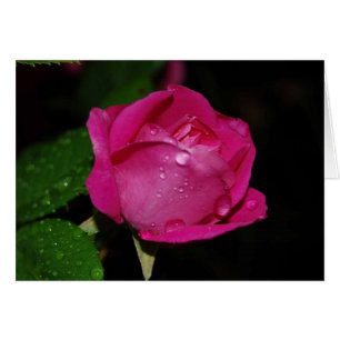Dewy rose cards