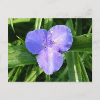 Dewy Trillium Spring Wildflower Postcard