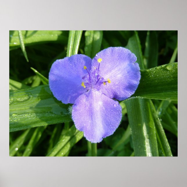Dewy Trillium Spring Wildflower Poster (Front)