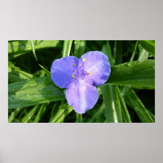 Dewy Trillium Spring Wildflower Poster