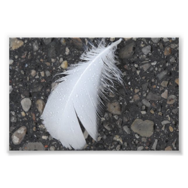 Dewy White Feather Photo Print (Front)