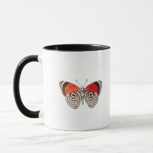 Diaethria clymena mug