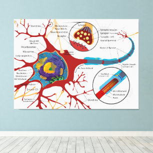 Diagram Complete Neuron Cell Nerve Nervous System  Canvas Print