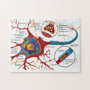 Diagram Complete Neuron Cell Nerve Nervous System Jigsaw Puzzle