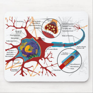 Diagram Complete Neuron Cell Nerve Nervous System Mouse Pad
