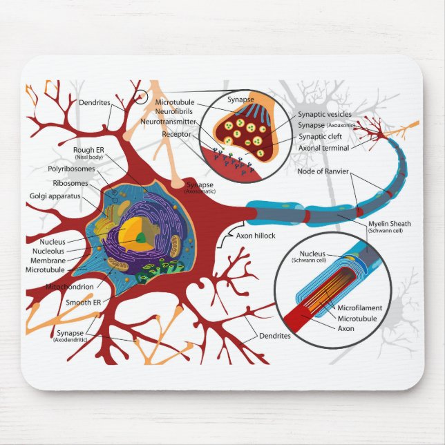Diagram Complete Neuron Cell Nerve Nervous System  Mouse Pad (Front)