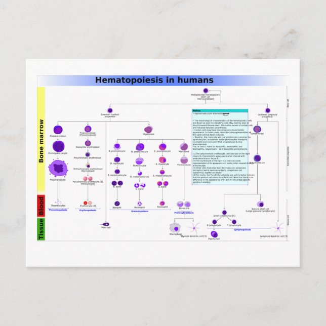Diagram Haematopoiesis in Humans Stem Cells  Postcard (Front)