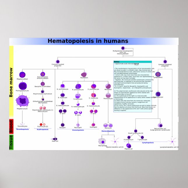 Diagram Haematopoiesis in Humans Stem Cells Poster (Front)