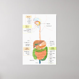 Diagram Human Gastrointestinal Digestive system Canvas Print