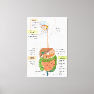Diagram Human Gastrointestinal Digestive system Canvas Print