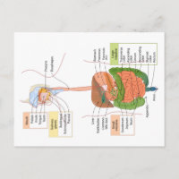 Diagram Human Gastrointestinal Digestive system 